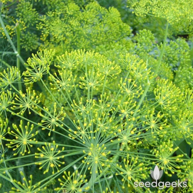Bouquet Dill Herb Heirloom Seeds Etsy