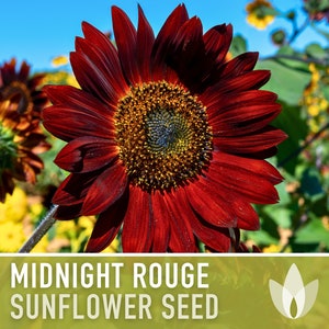 Midnight Rouge Sunflower Seeds - Heirloom Seeds, Deep Burgundy Blooms, Bouquet Flowers, Helianthus Annuus, Open Pollinated, Non-GMO