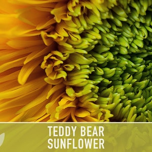 Teddy Bear Sunflower Seeds Heirloom Seeds, Seed Packets, Flower Seeds, Dwarf Sunflower, Non GMO, Open Pollinated image 5