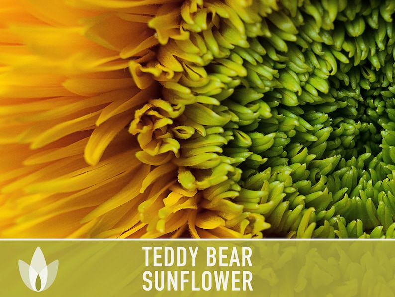 Teddy Bear Sunflower Seeds Heirloom Seeds, Seed Packets, Flower Seeds, Dwarf Sunflower, Non GMO, Open Pollinated image 5