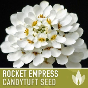 Rocket Empress Candytuft Flower Seeds Heirloom Seeds, Fragrant White Flower, Bouquet Flower, Iberis Amara, Open Pollinated, Non-GMO image 4