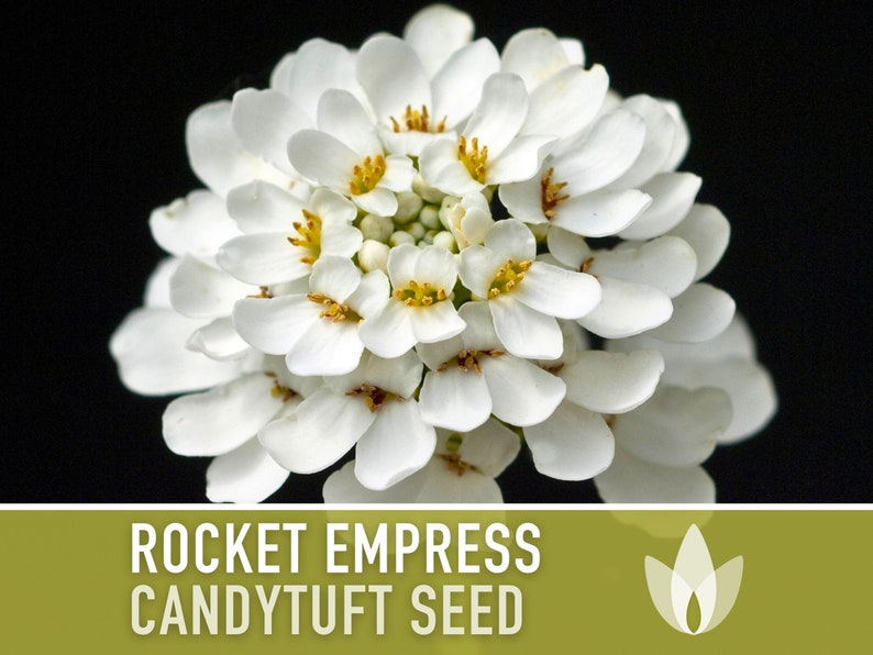 Rocket Empress Candytuft Flower Seeds Heirloom Seeds, Fragrant White Flower, Bouquet Flower, Iberis Amara, Open Pollinated, Non-GMO image 4