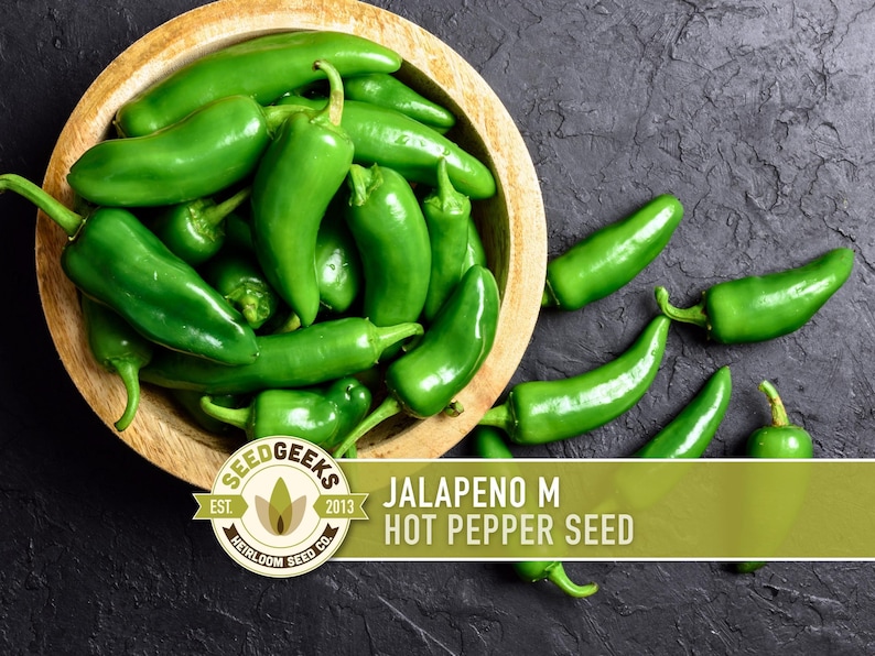 Jalapeno M Heirloom Pepper Seeds | 25+ Seeds, High Yield, Organic, Chili, Capsicum annuum image 1