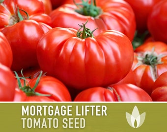 Mortgage Lifter Tomato Seeds - Heirloom Seeds, Beefsteak Tomato, Indeterminate, Open Pollinated, Non-GMO