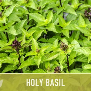 Holy Basil, Tulsi Heirloom Herb Seeds - Culinary Herb, Non-GMO, Open Pollinated imagem 7