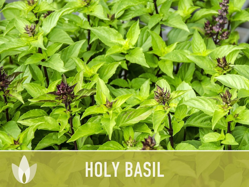 Holy Basil, Tulsi Heirloom Herb Seeds - Culinary Herb, Non-GMO, Open Pollinated imagem 7
