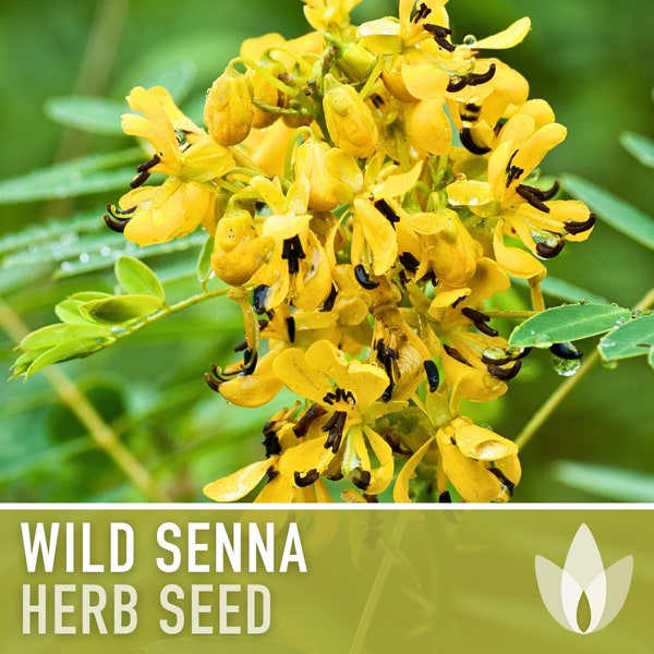 Wild Senna Herb Seeds - Heirloom Seeds, Senna Marilandica, Maryland Senna, Sulphur Butterfly Host Plant, Cassia, Medicinal Herb, Non-GMO