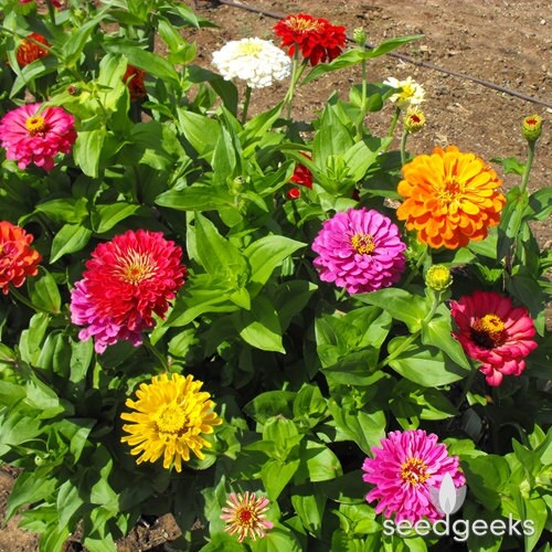 Zinnia, California Giant Mix Heirloom Seeds, Flower Seeds