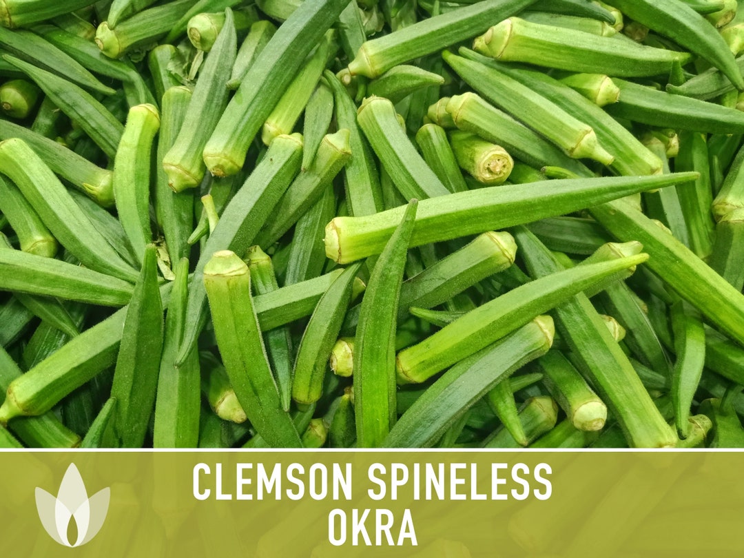Clemson Spineless Okra Seeds Heirloom Seeds Hibiscus Seeds Etsy