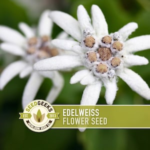 Edelweiss Flower Seeds – Heirloom Alpine Wildflower, Medicinal Plant