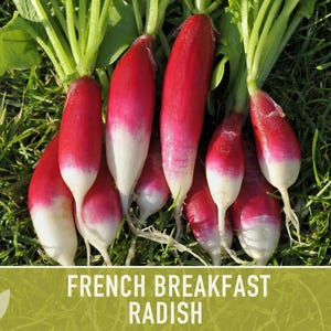 French Breakfast Radish Heirloom Seeds image 9