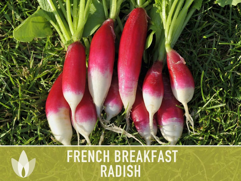 French Breakfast Radish Heirloom Seeds image 9