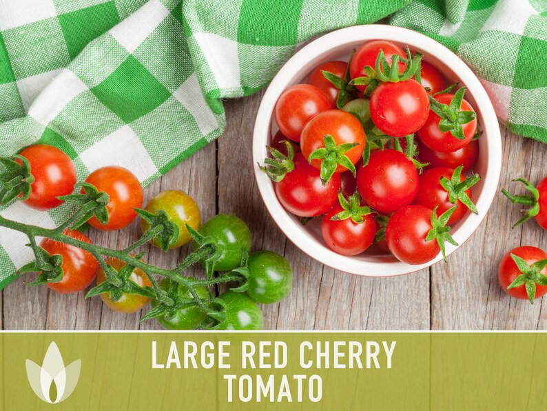 Large Red Cherry Tomato Heirloom Seeds Fresh Salad Etsy