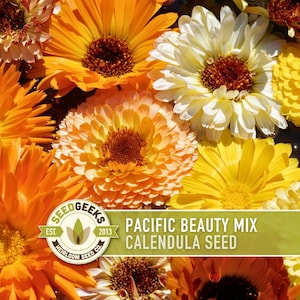 Calendula Pacific Beauty Flower Seeds – Heirloom Cottage Garden image 1