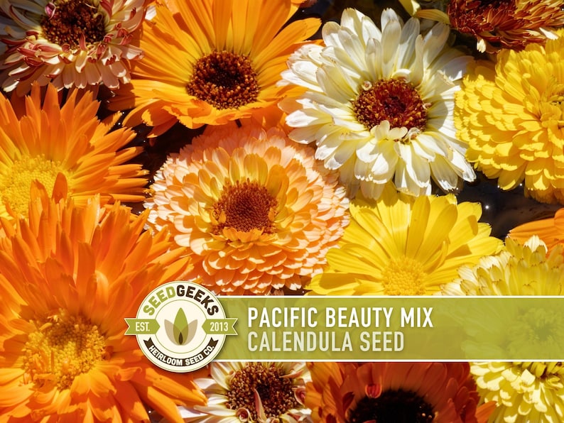 Calendula Pacific Beauty Flower Seeds – Heirloom Cottage Garden image 1