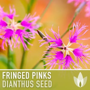 Fringed Pinks Dianthus Seeds – Fragrant Heirloom Flower, Pollinator Garden image 5