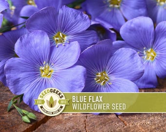 Blue Flax Wildflower Seeds – Perennial Heirloom, Non-GMO