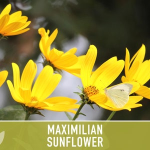 Maximilian Perennial Sunflower Heirloom Seeds Native, Non-GMO, Open Pollinated, Untreated, Flower Seeds, Perennial, Native, Wildflower image 9