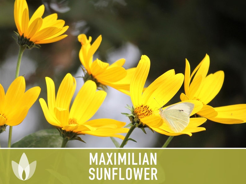 Maximilian Perennial Sunflower Heirloom Seeds Native, Non-GMO, Open Pollinated, Untreated, Flower Seeds, Perennial, Native, Wildflower image 9