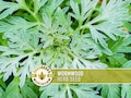 Wormwood Organic Medicinal Herb Seeds - Artemisia Absinthium, Heirloom, Non-GMO