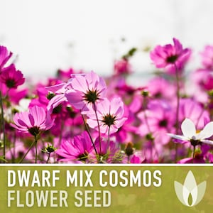Cosmos, Dwarf Mix Flower Seeds - Heirloom Seeds, Cut Flowers, Butterfly Garden, Pollinator Friendly, Open Pollinator, Non-GMO