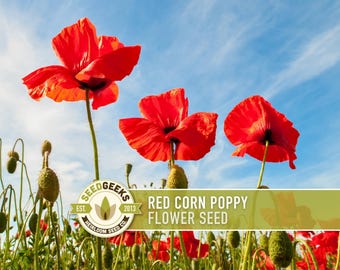 Red Corn Poppy Seeds | 200+ Seeds, Heirloom Flower, Pollinator Friendly, Wildflower, Flanders, Papaver rhoeas