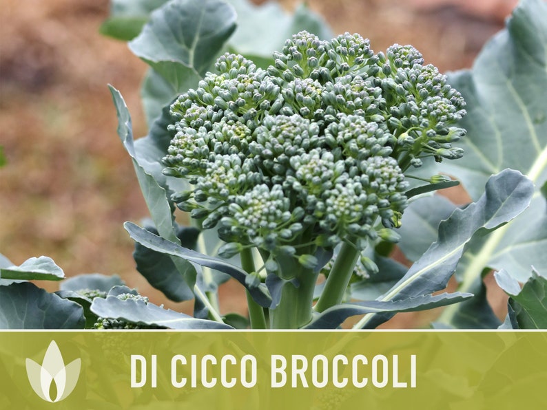 Di Cicco Broccoli Seeds Heirloom, Organic, Non-GMO image 5