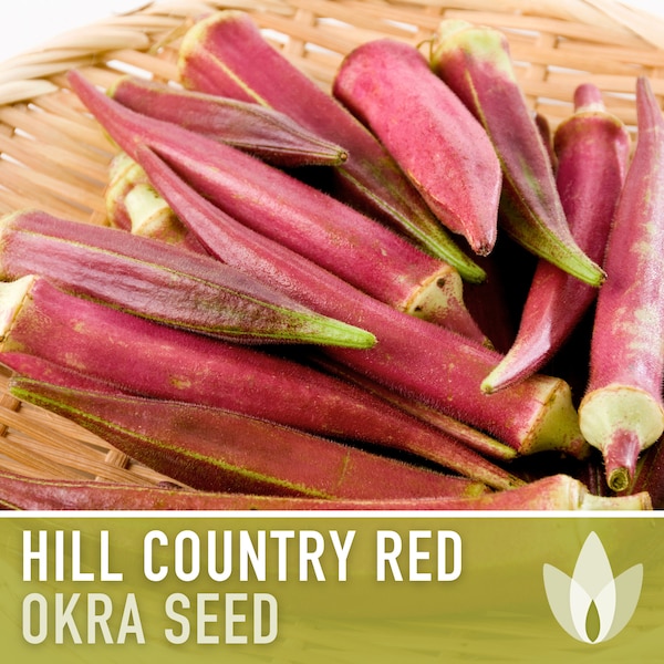 Hill Country Red Okra Seeds - Heirloom Seeds, Southern Texas Okra, Early Harvest, High Yield, Heat Tolerant, Abelmoschus Esculentus, Non-GMO