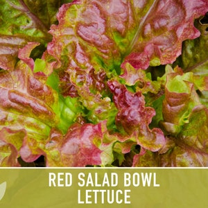 Red Salad Bowl Lettuce Heirloom Seeds image 5