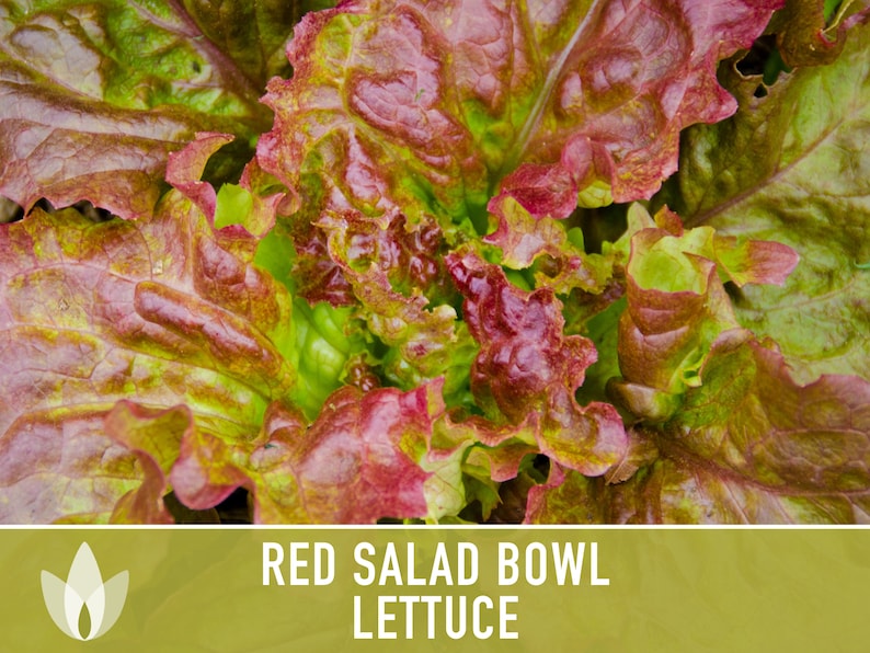 Red Salad Bowl Lettuce Heirloom Seeds image 5