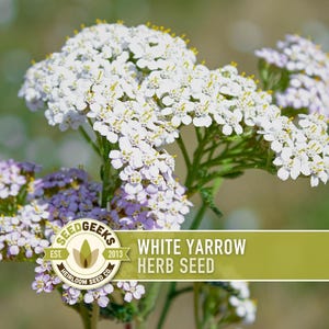 May include: A close-up of white yarrow flowers with small, clustered blooms and yellow centres. The image includes the text "WHITE YARROW HERB SEED" on a green banner, and a logo for Seed Geeks.