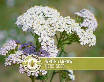White Yarrow Heirloom Herb Seeds - Medicinal Herb, Open Pollinated, Non-GMO