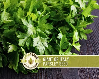 Semillas de perejil gigante de Italia – Perejil italiano de hoja plana tradicional