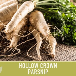 Hollow Crown Parsnip Heirloom Seeds - Non-GMO, Open Pollinated, Untreated, Root Vegetables, Fall Garden image 7