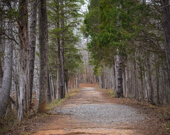 Anne Springs Close Greenway Hiking Trail - Fort Mill, SC - Large Print, Photograph, pic, picture, fine art - rustic home decor Free Shipping