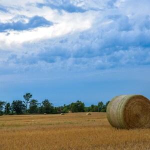 May include: A field of golden hay with a large round hay bale in the foreground. The sky is a bright blue with fluffy white clouds.