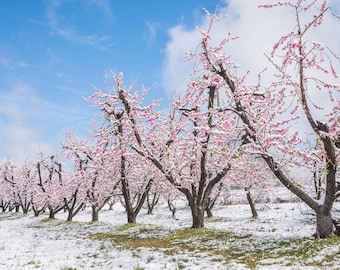 Snow Covered Peach Tree Blossoms - Ft Mill SC (Charlotte NC) - Large Print, Photograph, pic, picture, fine art - Free Shipping