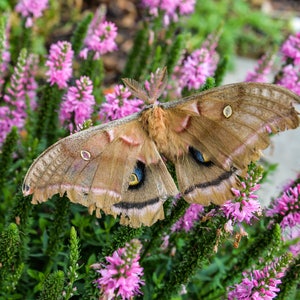 May include: A brown and tan moth with large wings sits on a bed of pink flowers. The moth has a dark brown stripe across its wings and a small, white spot on each wing.