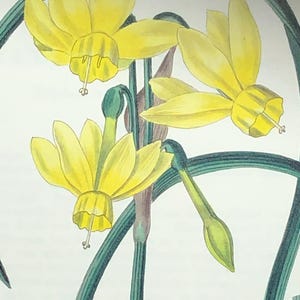 Original 19th Century Hand Colored Botanical Engraving