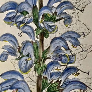 Original 19th Century Hand Colored Botanical Engraving