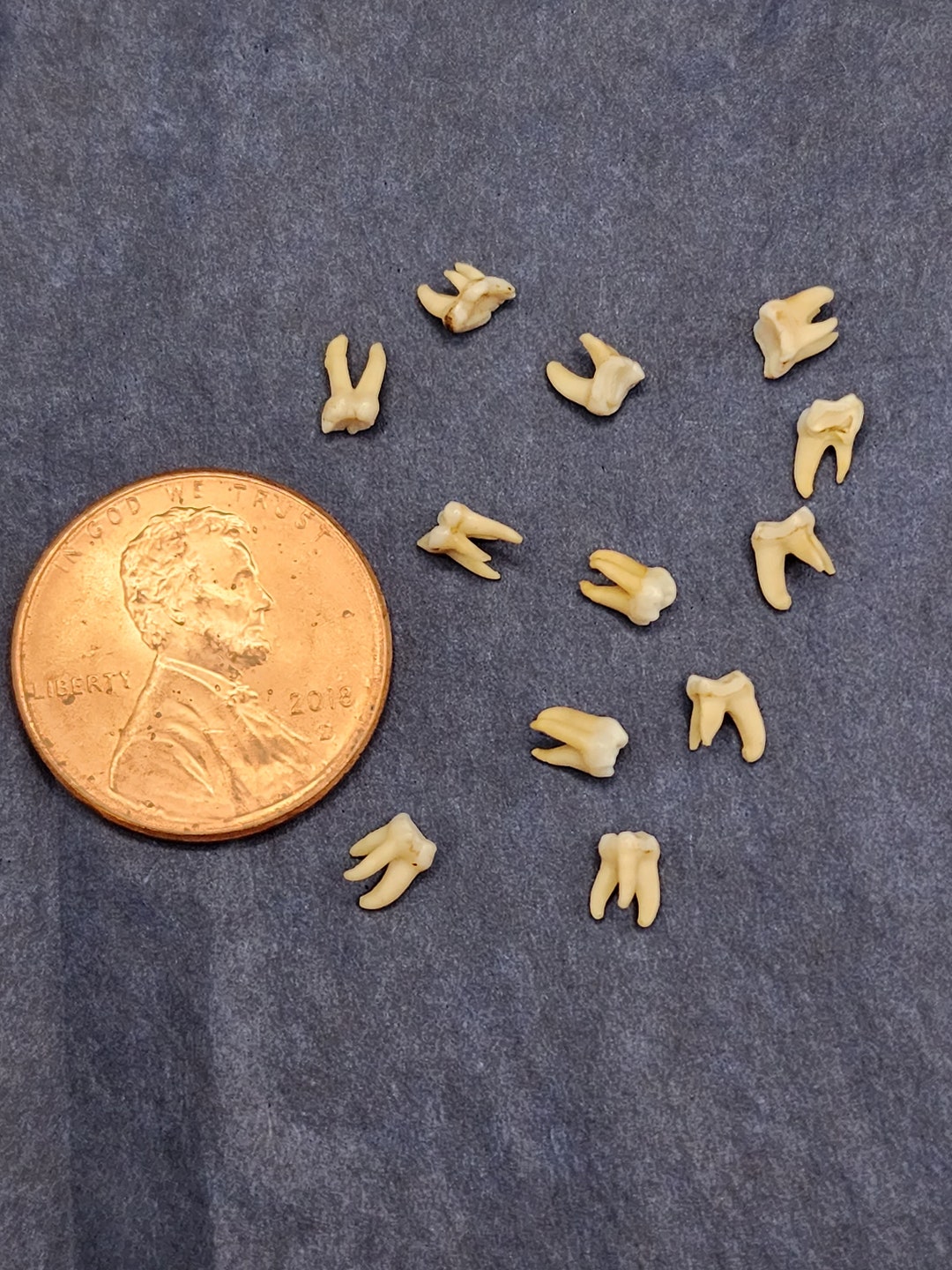 Limited Edition Rare Tiny Teeth Miniature Teeth Rabbit - Etsy