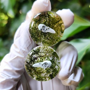 Peut inclure: Deux bouchons ronds en résine transparente avec un crâne d'oiseau blanc serti dans de la mousse verte. Les bouchons sont maintenus sur un fond vert flou. Le crâne est détaillé et la mousse est vibrante.