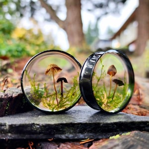 May include: Two clear, circular ear gauges with black rims, each containing a miniature mushroom and green moss. The gauges are set against a natural, outdoor background with blurred greenery and a wooden surface.