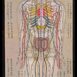 YUANWELLNESS: Japanese Acupuncture Chart – Meridians Zang Fu Organs (Digital Download), Anonymous Edo-period Japanese artwork