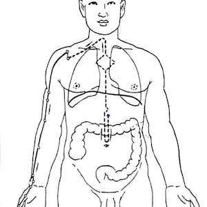 May include: Line drawing of a human figure with internal organs and meridian lines. The illustration shows the lungs, intestines, and a central line with a blue dot. The figure is facing forward with arms at the sides.