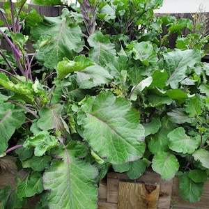 Tree Collards or Purple Kale Tree
