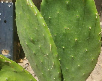 Prickly Pear Cactus ( Nopales )