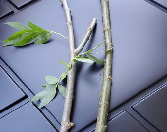 Weeping Willow Cuttings