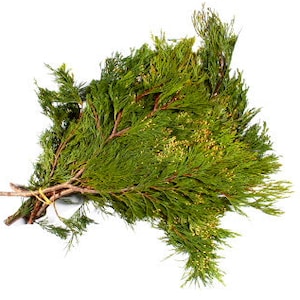 4lb+ Incense Cedar, Fresh Cut BULK Quantity Pre-Order Order, Calocedrus Decurrens, Wild, Subalpine, Wildcrafted, Many Uses, Incense, Crafts