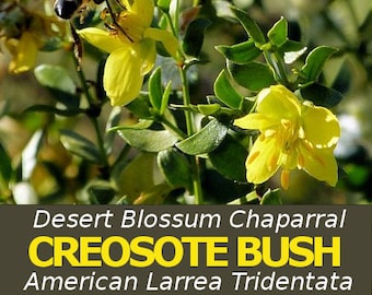 What Are The Uses And Health Benefits Of Creosote Bush Larrea